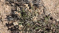 Baccharis neorupestris