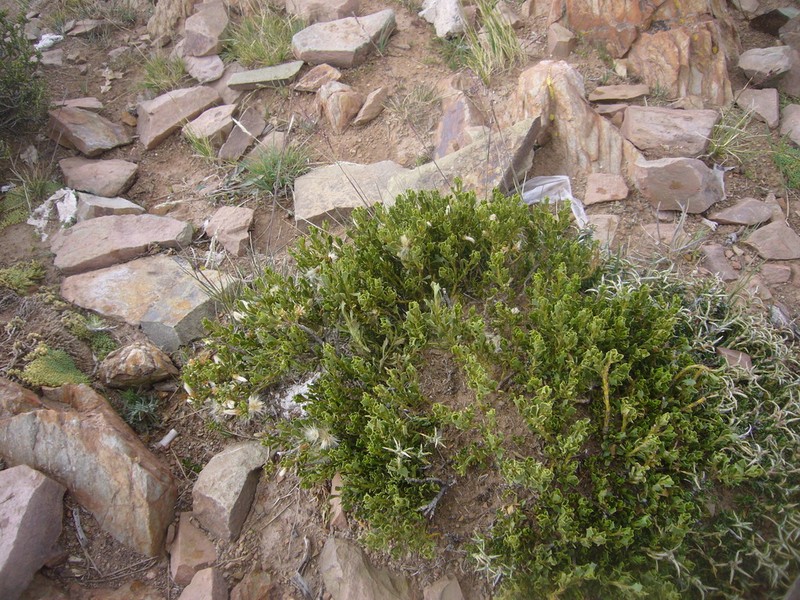 Baccharis neorupestris photo 3