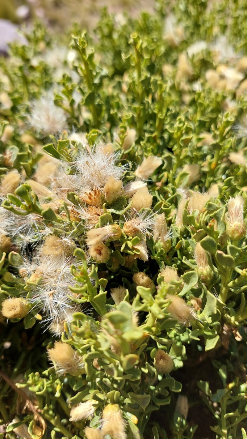 Baccharis neorupestris photo 6