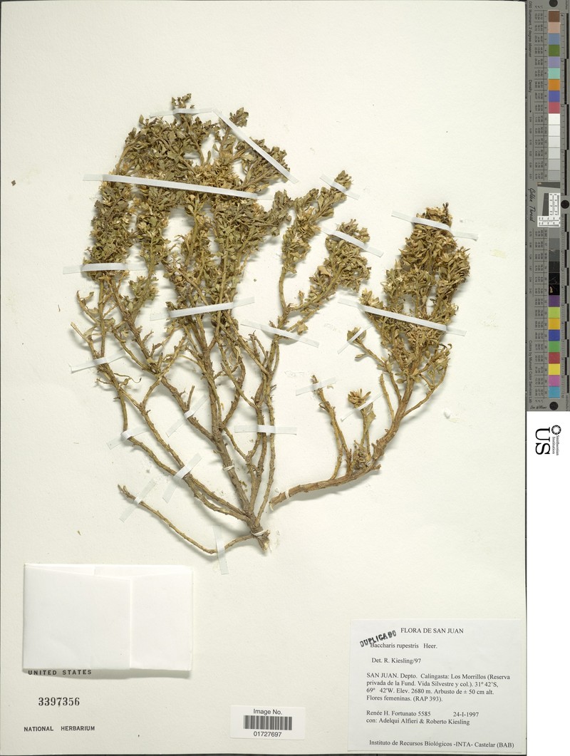 Baccharis neorupestris photo 7