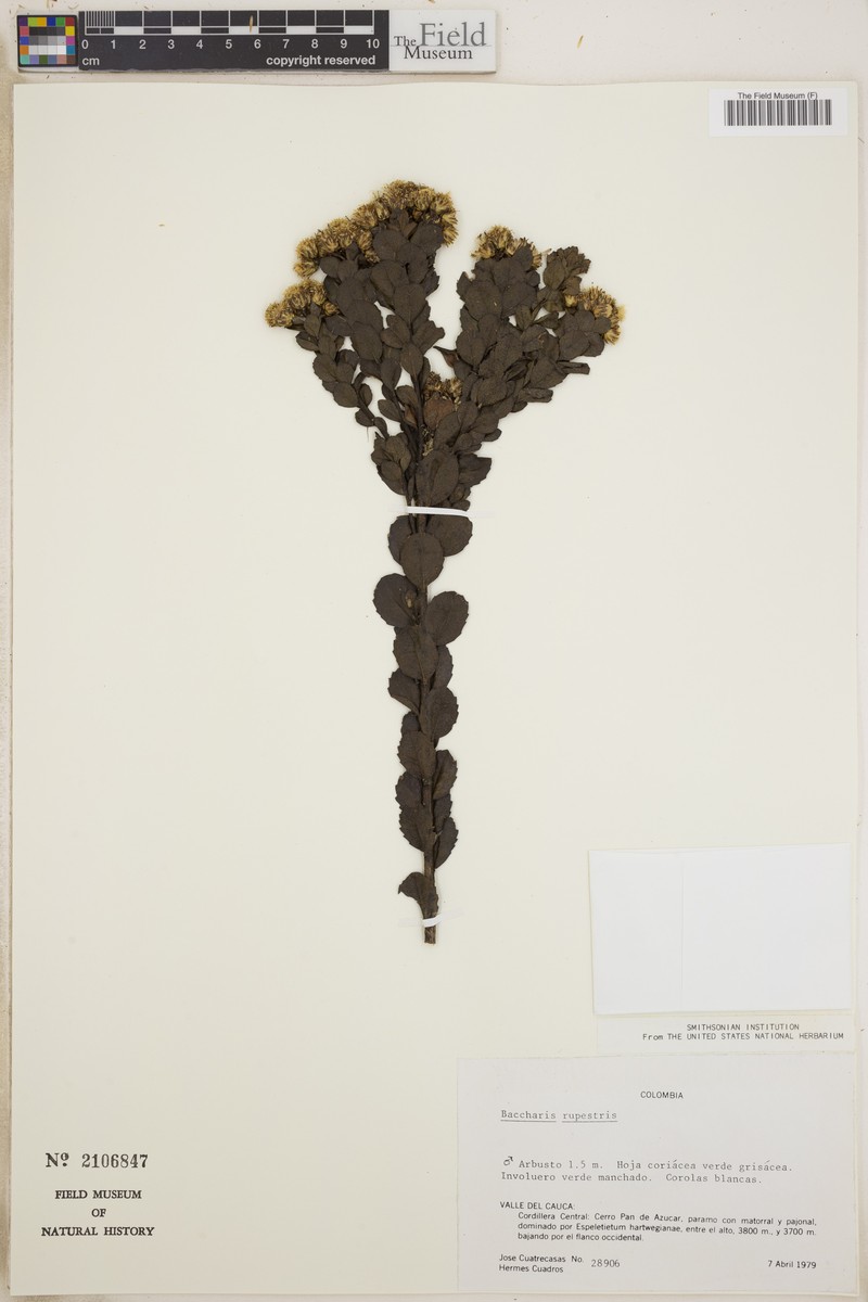 Baccharis neorupestris photo 8