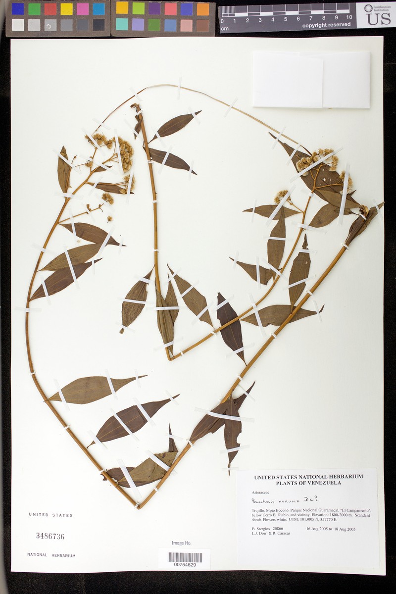 Baccharis nervosa
