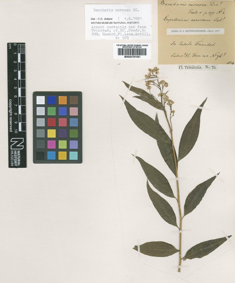 Baccharis nervosa photo 2
