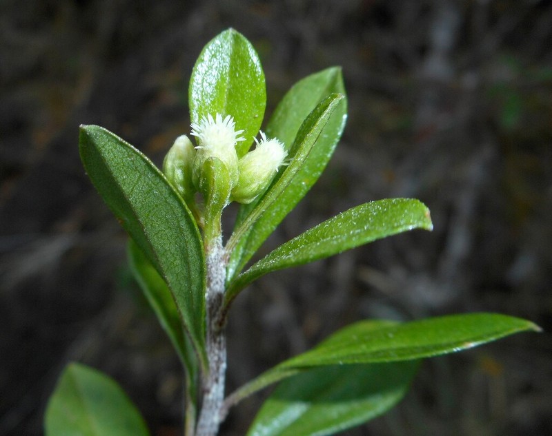 Baccharis nipensis
