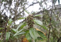 Baccharis nitida