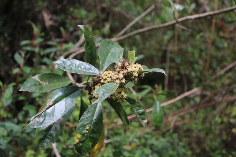 Baccharis nitida photo 2