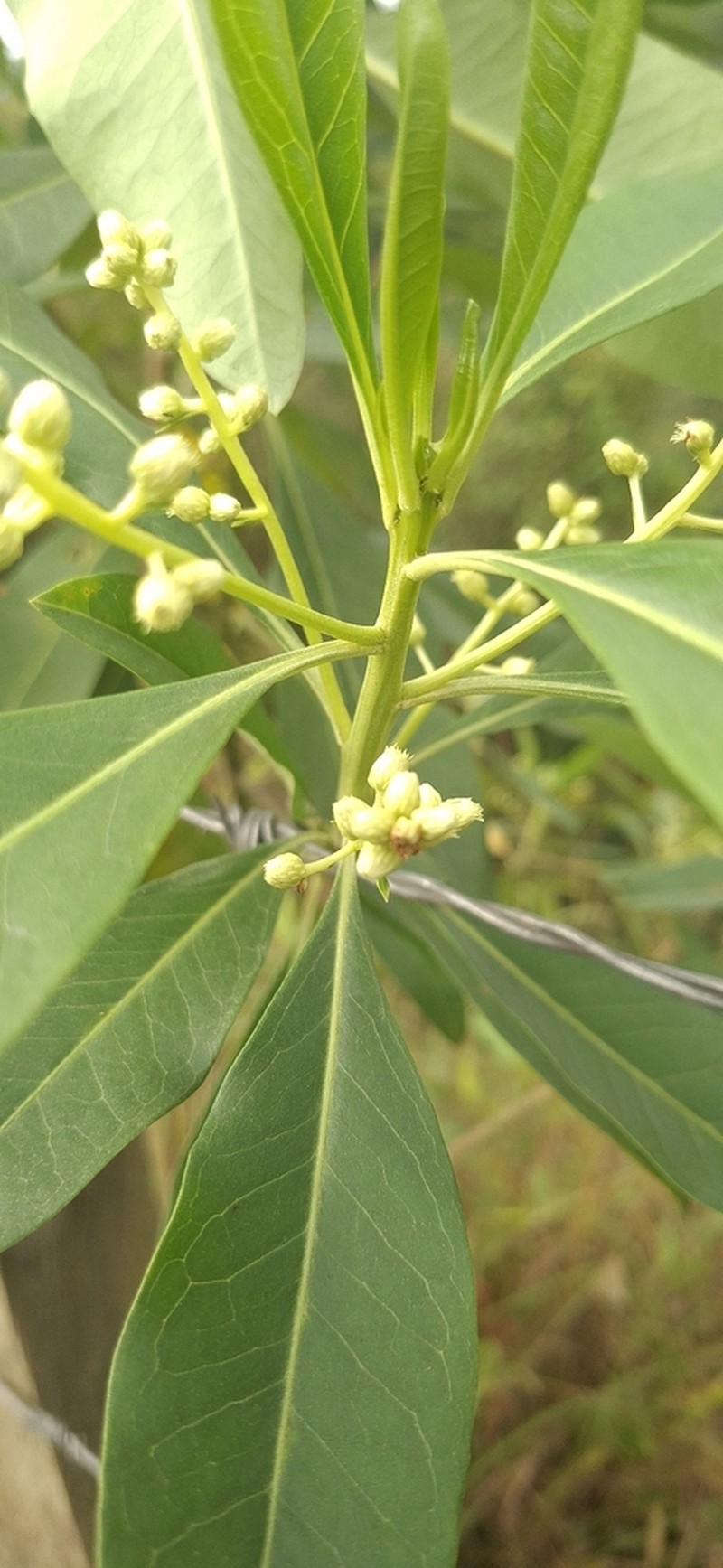 Baccharis nitida photo 3