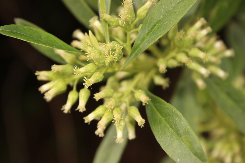 Baccharis nitida photo 4