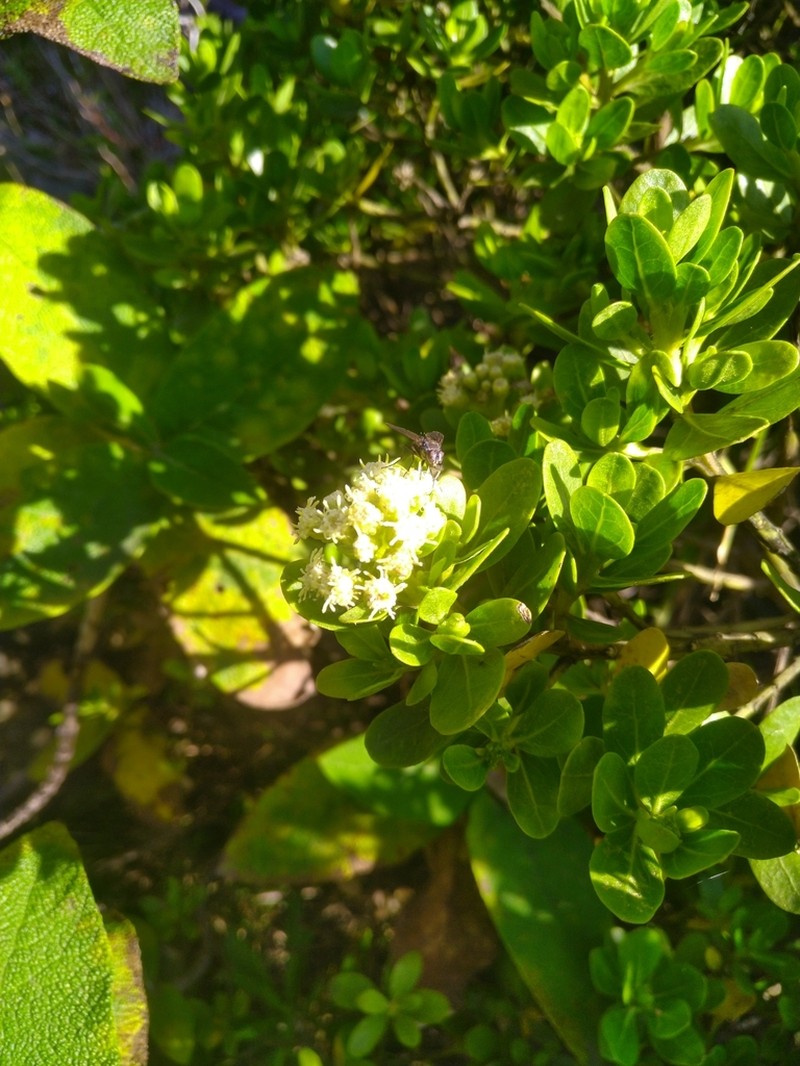 Baccharis nitida photo 5