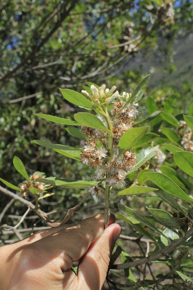 Baccharis nitida photo 6