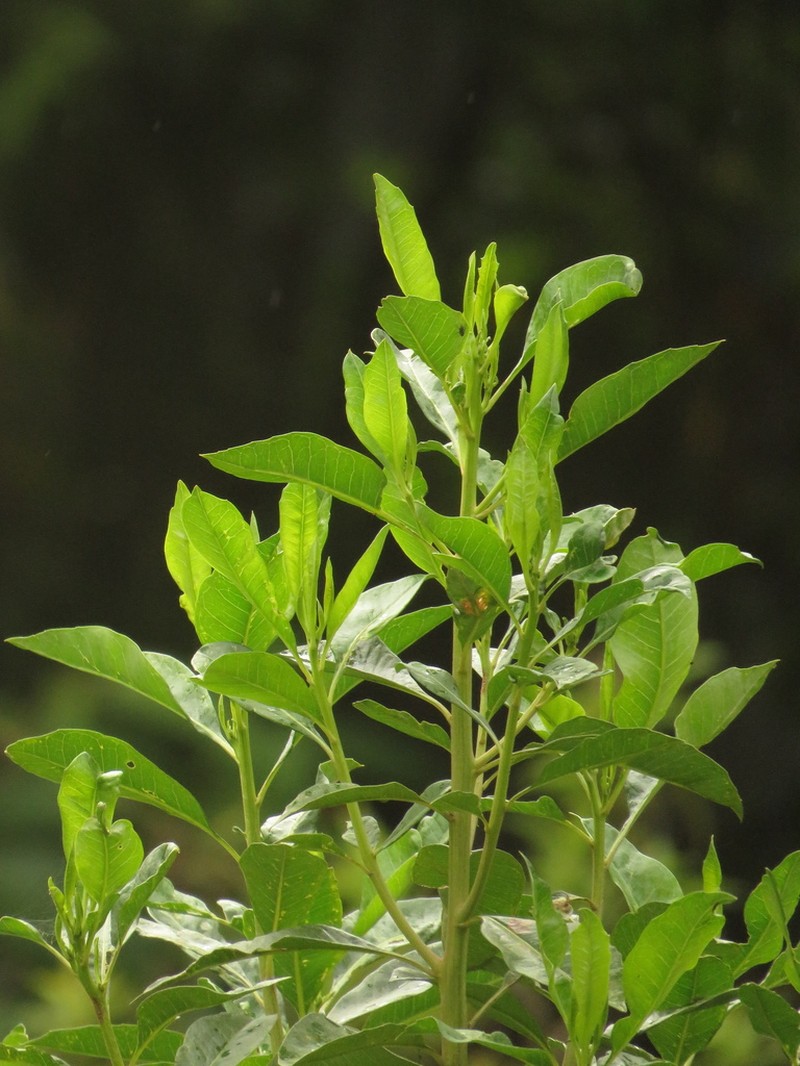 Baccharis nitida photo 7