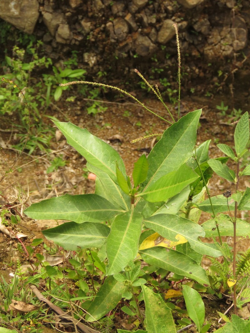 Baccharis nitida photo 8