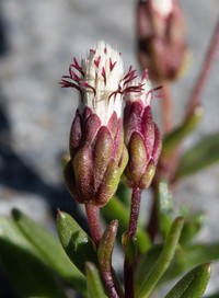 Baccharis nivalis