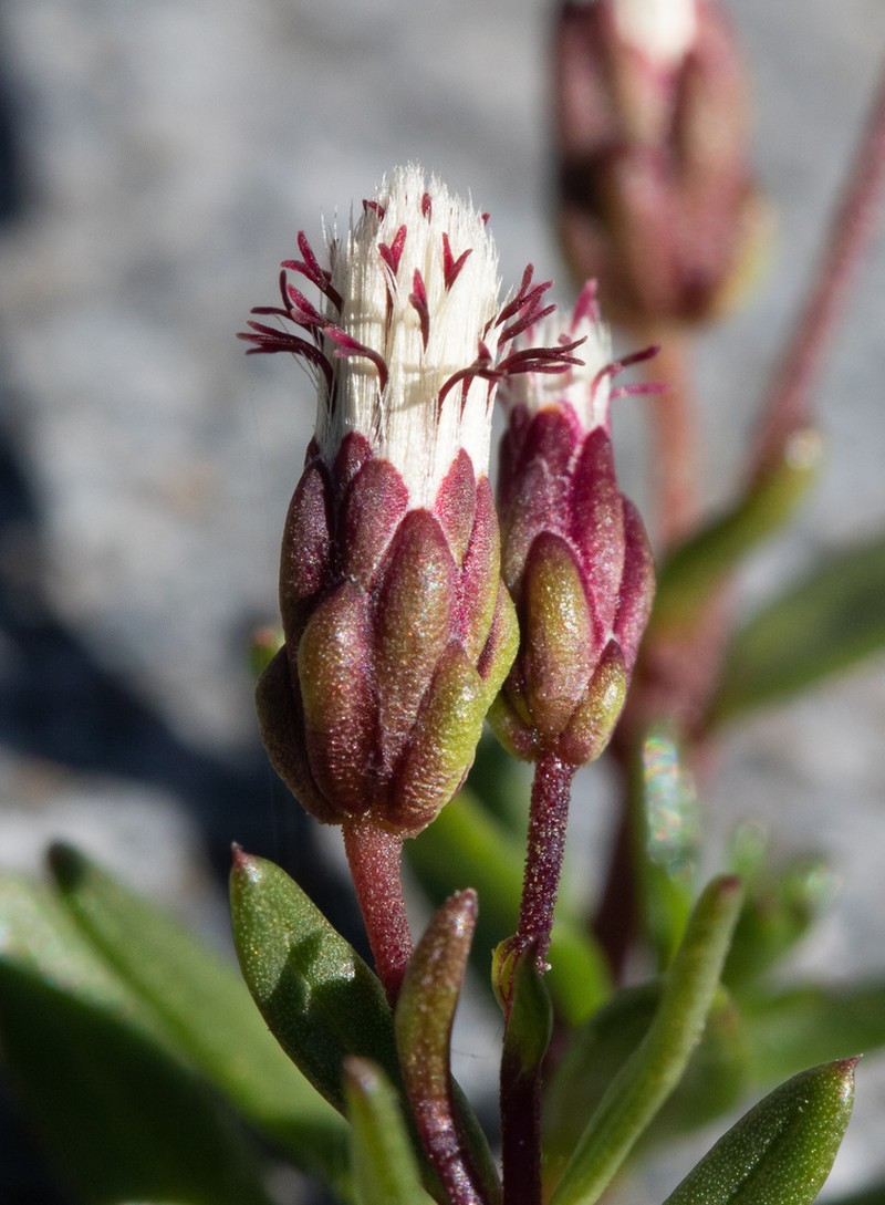 Baccharis nivalis