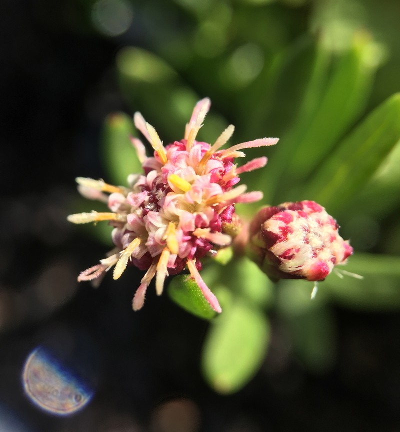 Baccharis nivalis photo 2