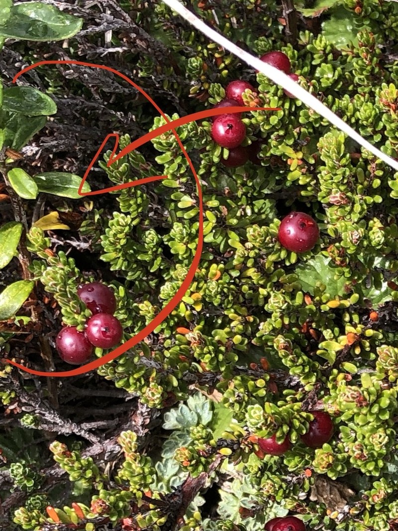 Baccharis nivalis photo 3