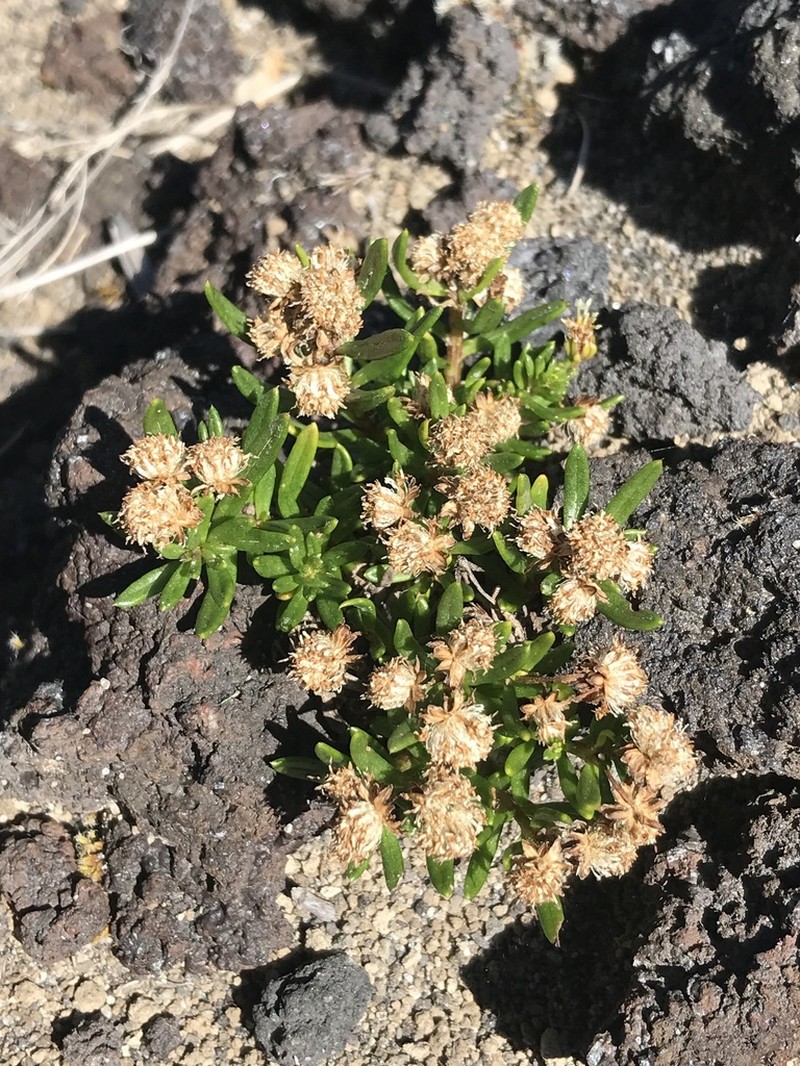 Baccharis nivalis photo 4