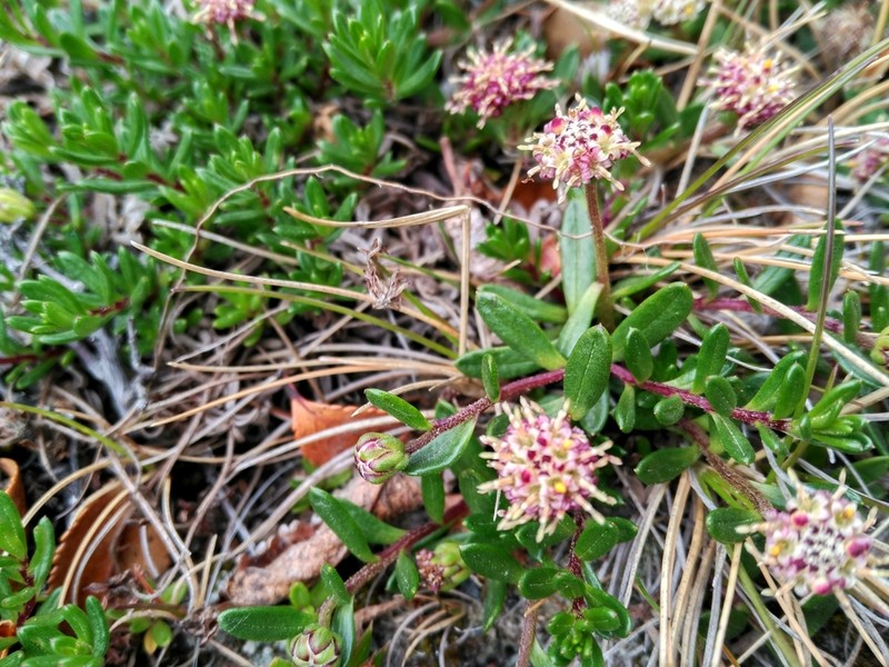 Baccharis nivalis photo 5