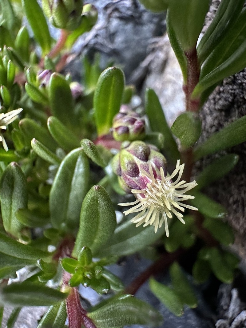 Baccharis nivalis photo 6