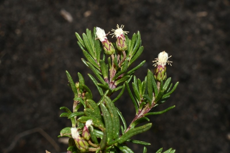 Baccharis nivalis photo 7