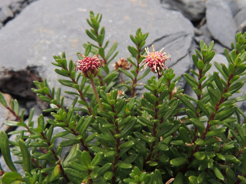 Baccharis nivalis photo 8