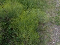 Baccharis notosergila
