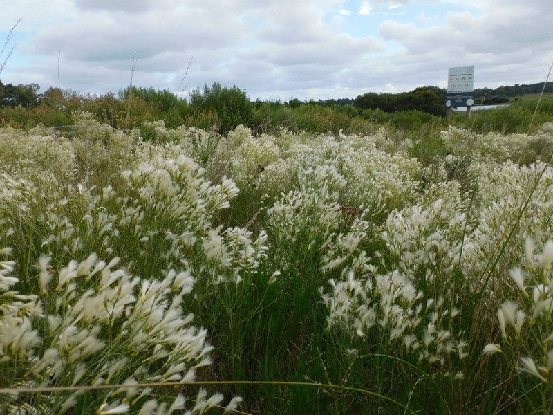 Baccharis notosergila photo 2