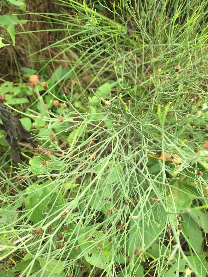 Baccharis notosergila photo 3