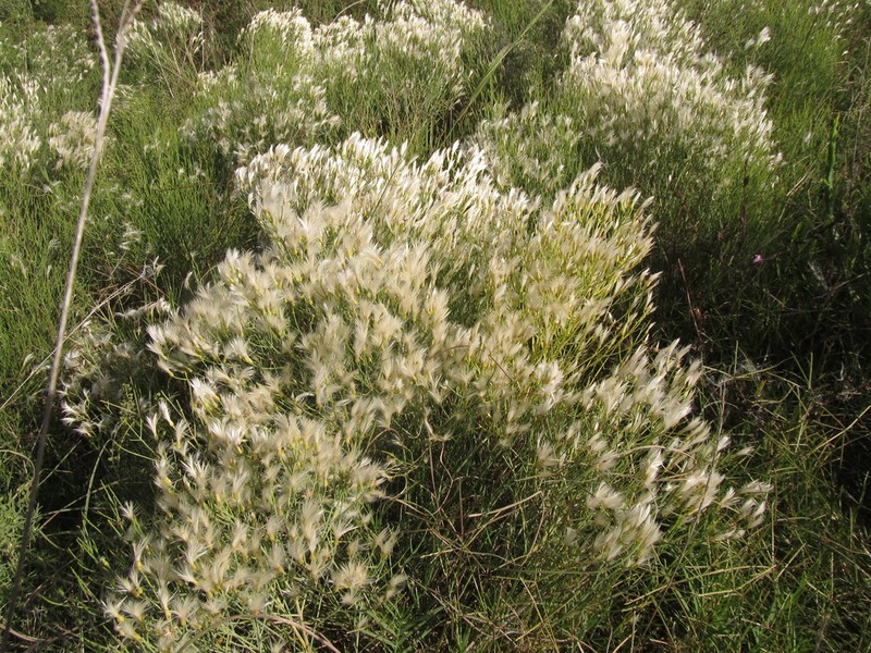 Baccharis notosergila photo 4