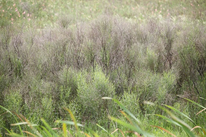 Baccharis notosergila photo 5