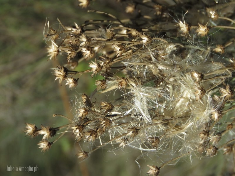 Baccharis notosergila photo 6