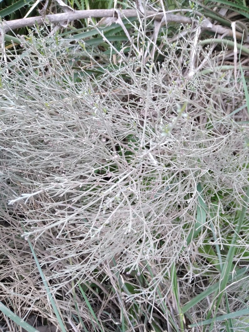 Baccharis notosergila photo 7