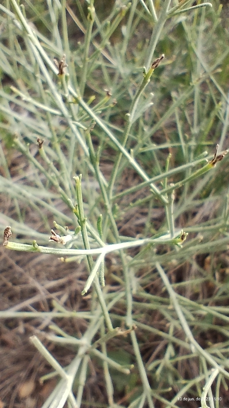 Baccharis notosergila photo 8