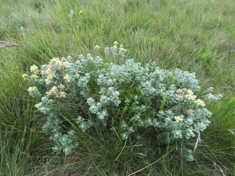 Baccharis nummularia