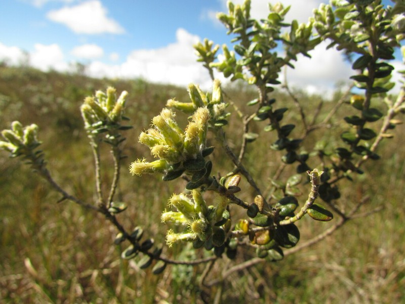 Baccharis nummularia photo 2