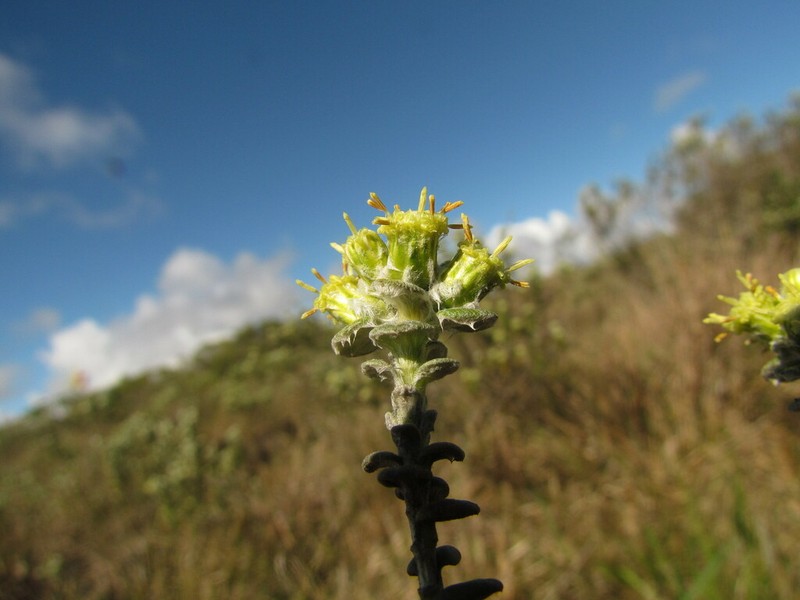 Baccharis nummularia photo 3