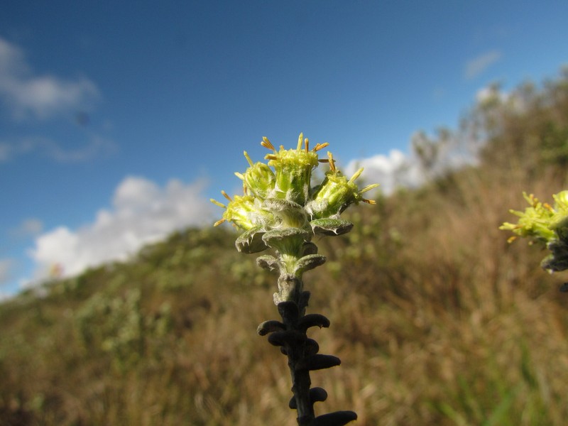 Baccharis nummularia photo 4