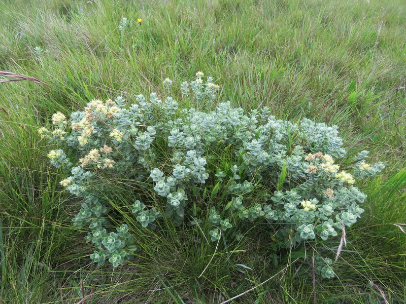 Baccharis nummularia photo 6