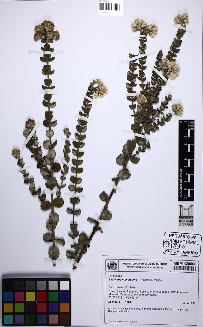 Baccharis nummularia photo 7