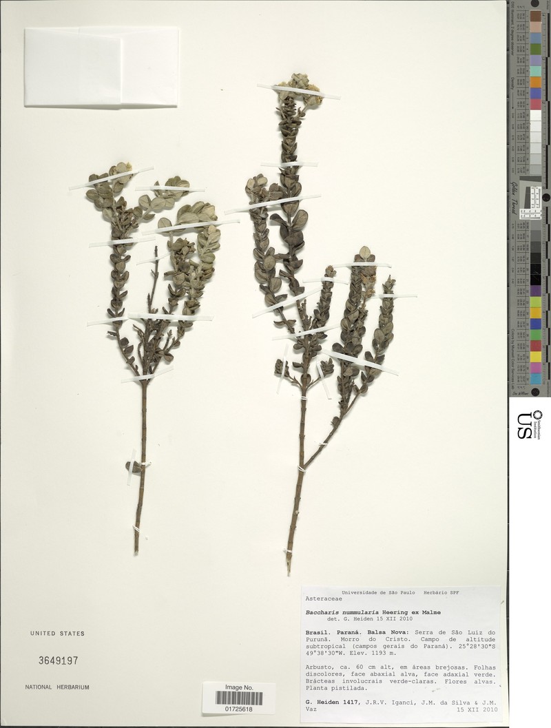 Baccharis nummularia photo 8
