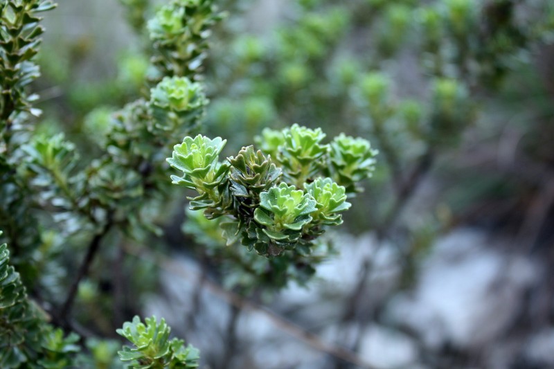 Baccharis obdeltata photo 2