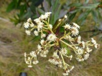 Baccharis oblongifolia