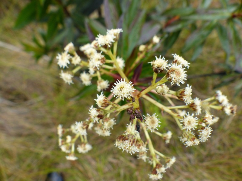 Baccharis oblongifolia
