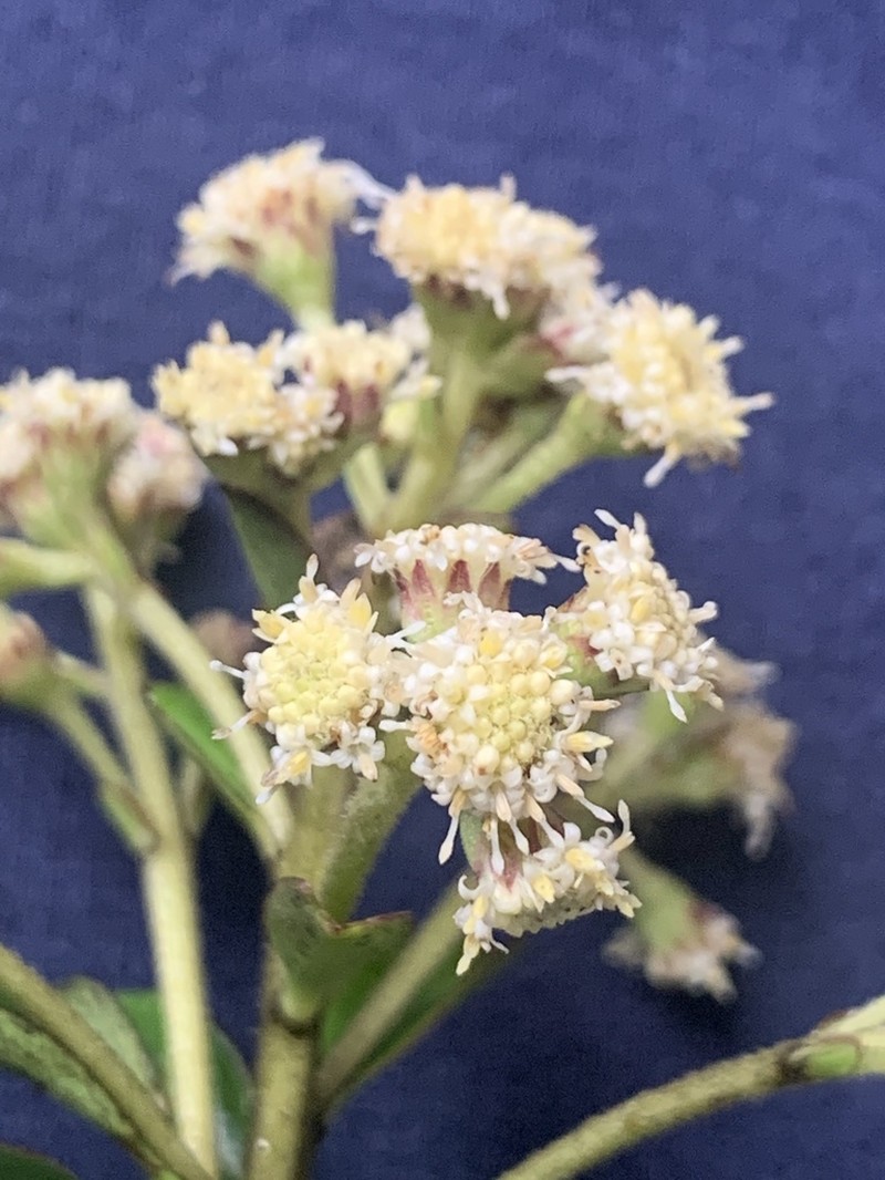 Baccharis oblongifolia photo 2