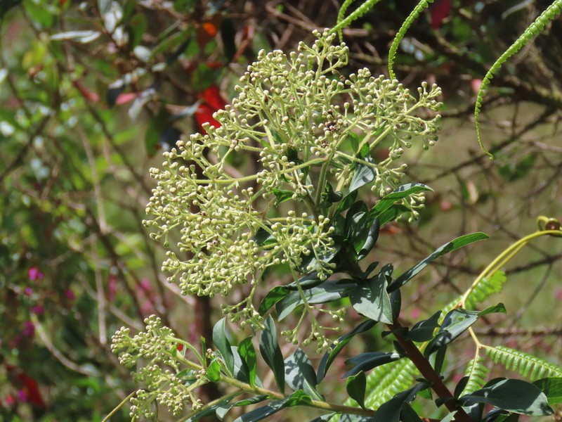 Baccharis oblongifolia photo 3