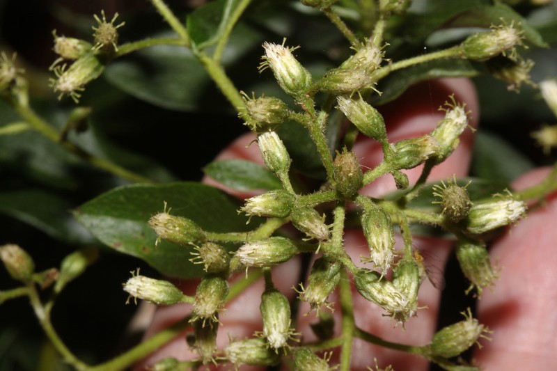 Baccharis oblongifolia photo 4