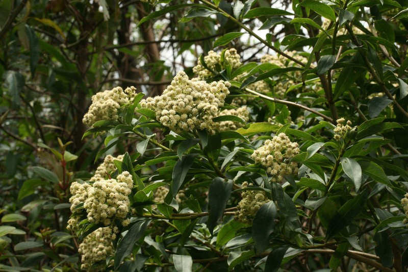 Baccharis oblongifolia photo 5