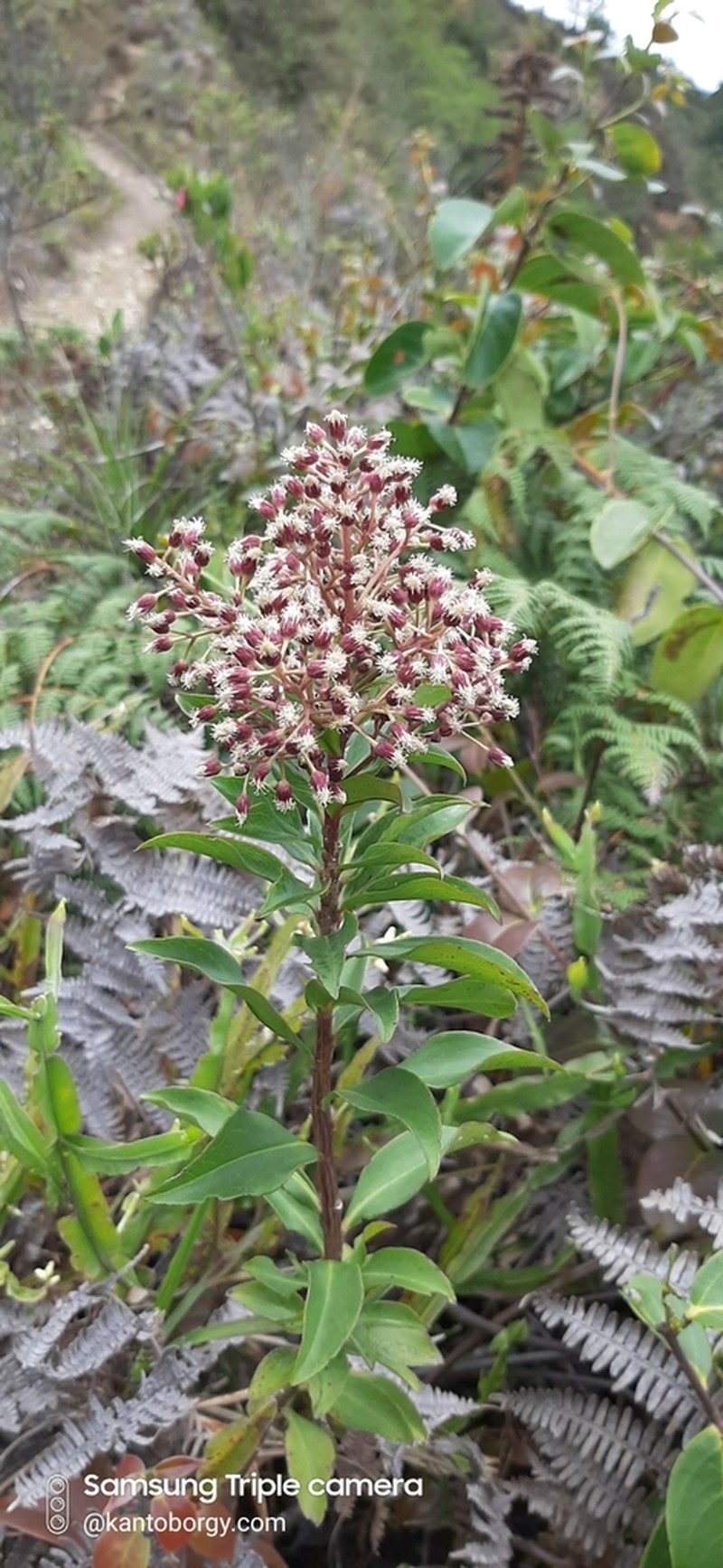 Baccharis oblongifolia photo 6