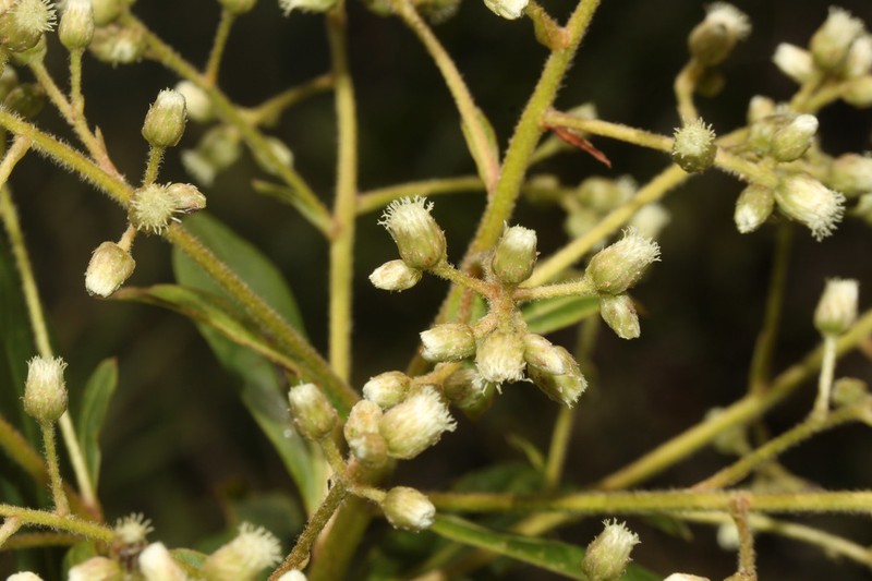 Baccharis oblongifolia photo 7