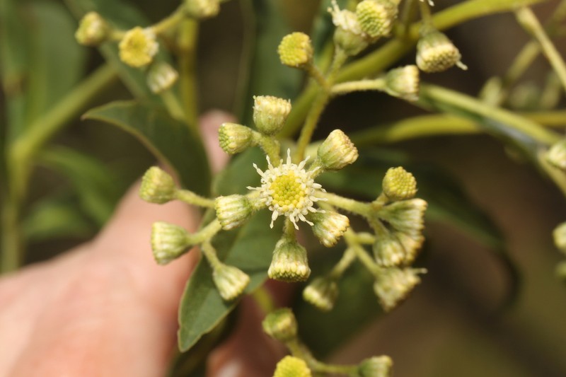 Baccharis oblongifolia photo 8